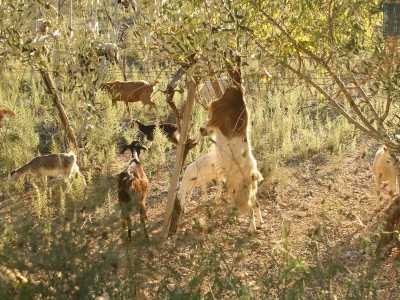 Le capre pi� fameliche si arrampicano ovunque, fin sugli ulivi, pur di accaparrarsi la foglia pi� buona